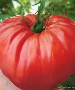 Домати Бабино чудо – Истинският вкус от градината на баба!