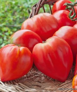 Домати Биволско червено сърце