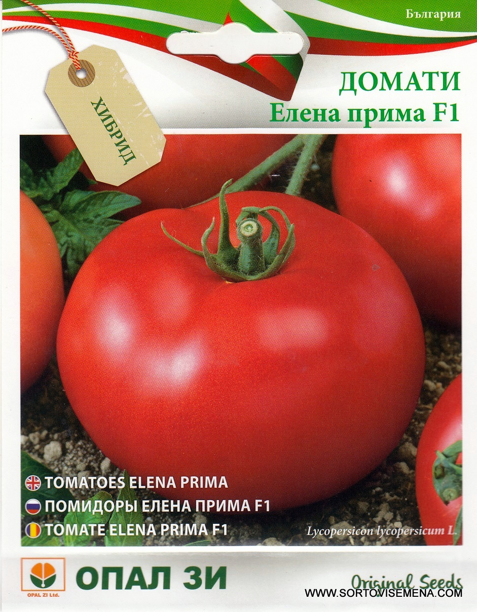 Сортови семена за Домати Елена Прима F1 – Българският шампион за открити площи!