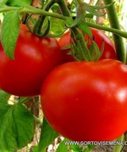 Сортови семена за Домати Наслада F1 – Истинско удоволствие във всяка хапка!