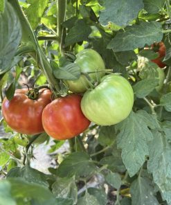 Сортови семена за Домати Наслада F1 – Истинско удоволствие във всяка хапка!