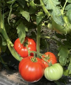Сортови семена за Домати Наслада F1 – Истинско удоволствие във всяка хапка!