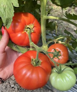 Сортови семена за Домати Наслада F1 – Истинско удоволствие във всяка хапка!