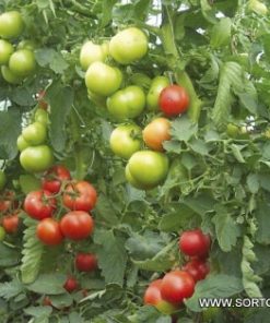 Сортови семена за Домати Опал BG F1 – Професионалният избор за ранна и качествена реколта!