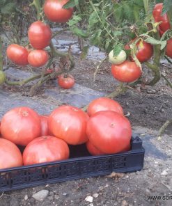 Сортови семена за Домати Розова магия - Първият патентован български розов домат!