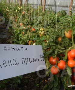 Сортови семена за Домати Елена Прима F1 – Българският шампион за открити площи!