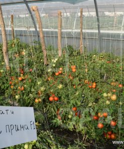 Сортови семена за Домати Елена Прима F1 – Българският шампион за открити площи!