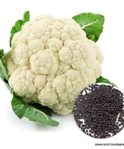 Семена за Карфиол Synergy F1 (Синерджи F1) – Всесезонна устойчивост