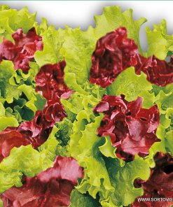 Семена за Салата Микс за рязане – Зелена и червена свежест