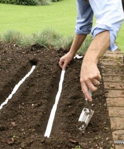 Инструкция за засяване на семена на ленти