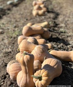 Тиква Matilda F1 (Матилда F1) – Максимална сладост