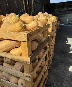 Тиква Matilda F1 (Матилда F1) – Максимална сладост