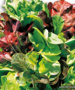 Семена за Салата Микс – Феерия от вкусове, текстури и цветове