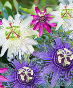 Семена за цветя Пасифлора