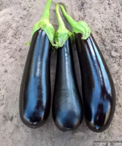 Патладжан Scarlatti F1 (Скарлати F1) – Дълъг, елегантен и продуктивен