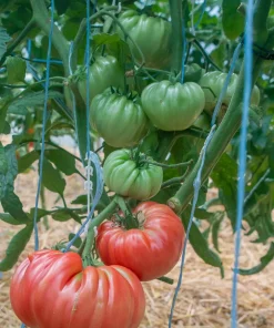 Семена за Домати Португалски F1 – Гигантски, вкусни и устойчиви плодове!