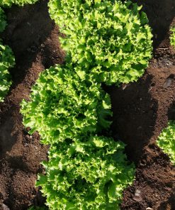 Салата Estoni F1 (Естони F1) – Летен шампион