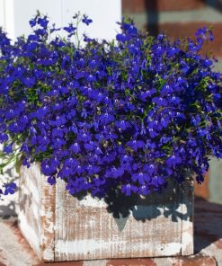 Сортови семена за Лобелия ниска синя Кристал Палас – Сапфирен водопад от цветове!