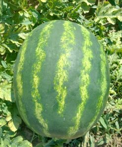 Дини Loristo F1 (Лористо F1)