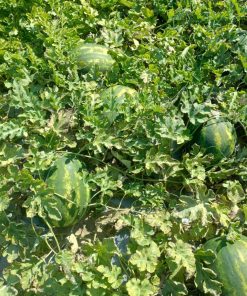 Дини Loristo F1 (Лористо F1)