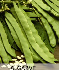 Семена за Фасул Algarve F1 (Алгарве F1) – Много ранен вейков хибрид