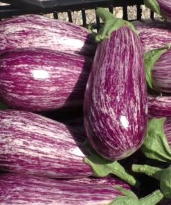 Патладжан Anina F1 (Анина F1) – Екзотика и качество