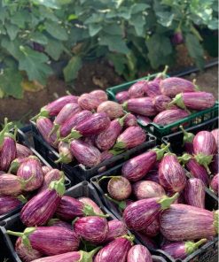 Патладжан Anina F1 (Анина F1) – Екзотика и качество