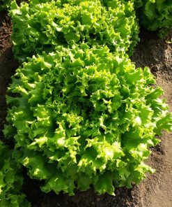 Салата Estoni F1 (Естони F1) – Летен шампион