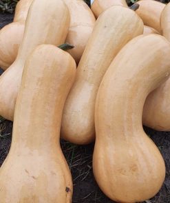 Тиква Ines F1 (Инес F1) – Тип "Цигулка" с Висок потенциал и качество