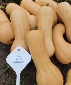 Тиква Ines F1 (Инес F1) – Тип "Цигулка" с Висок потенциал и качество