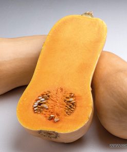 Тиква Havanna F1 (Хавана F1)