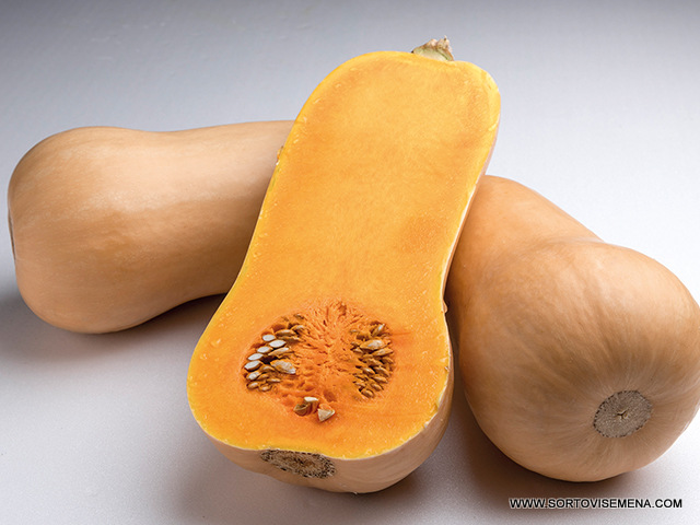 Тиква Havanna F1 (Хавана F1)