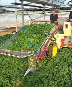 Спанак Escape F1 (Ескейп F1)- Новият, бързорастящ сорт