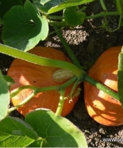 Тиква Orange Summer F1 (Оранж Съмър F1) – Ранен добив