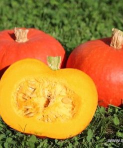 Тиква Orange Summer F1 (Оранж Съмър F1) – Ранен добив