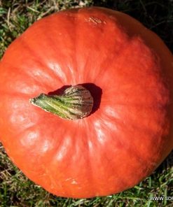 Тиква Orange Summer F1 (Оранж Съмър F1) – Ранен добив