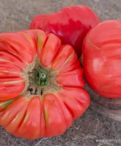 Семена за Домати Португалски F1 – Гигантски, вкусни и устойчиви плодове!