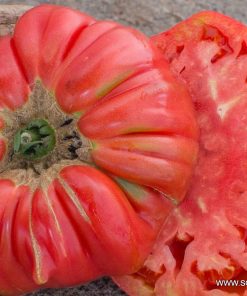 Семена за Домати Португалски F1 – Гигантски, вкусни и устойчиви плодове!