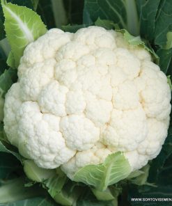 Семена за Карфиол Crenique F1 (Креник F1) – Надеждност и качество