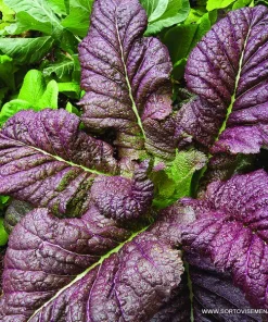 Семена за Червен синап - Синапена червена маруля