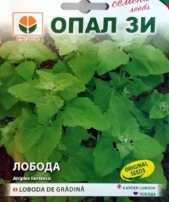 Сортови семена за Лобода зелена – Древната суперхрана на българската градина