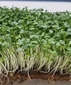 Босилек – семена за микрорастения – Кралският аромат във всяко листенце