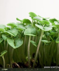 Босилек – семена за микрорастения – Кралският аромат във всяко листенце