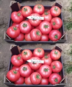 Сортови семена за Домати Манистела F1 (Manistella F1) – Розовият лидер от Hazera
