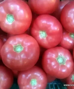 Сортови семена за Домати Манистела F1 (Manistella F1) – Розовият лидер от Hazera