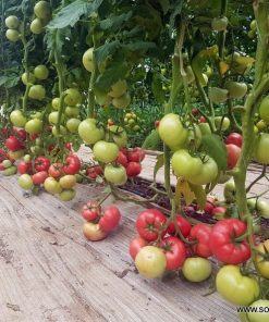 Сортови семена за Домати Манистела F1 (Manistella F1) – Розовият лидер от Hazera