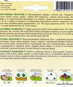 Сортови семена за Краставици Авангард F1 – Сигурност и висок добив