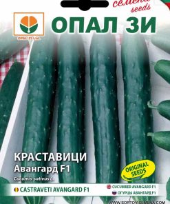 Сортови семена за Краставици Авангард F1 – Сигурност и висок добив