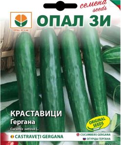 Сортови семена за Краставици Гергана – Гордостта на българската селекция