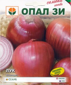 Сортови семена за Лук Флоренция – Италианска изтънченост и хрупкава сочност